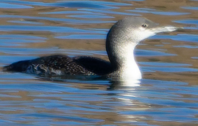 Red-throated Loon Gavia stellata