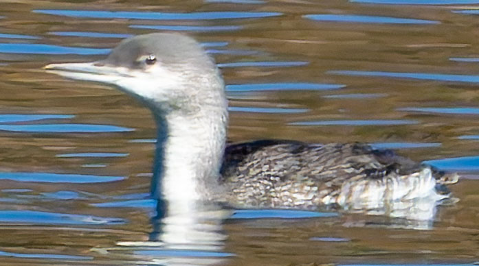Red-throated Loon Gavia stellata