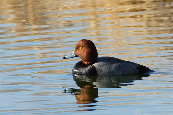 Redhead Aythya americana Duck