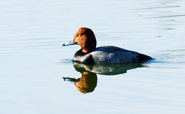 Redhead Aythya americana Duck