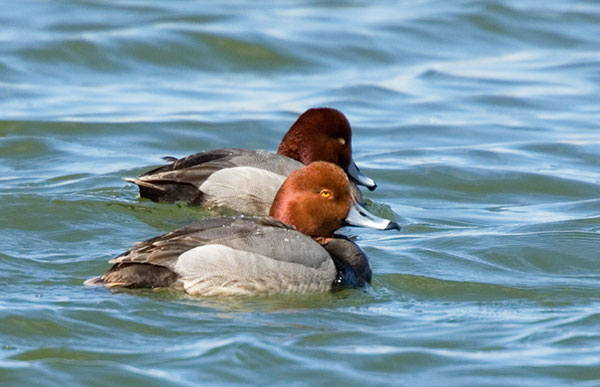 Redhead Aythya americana Duck