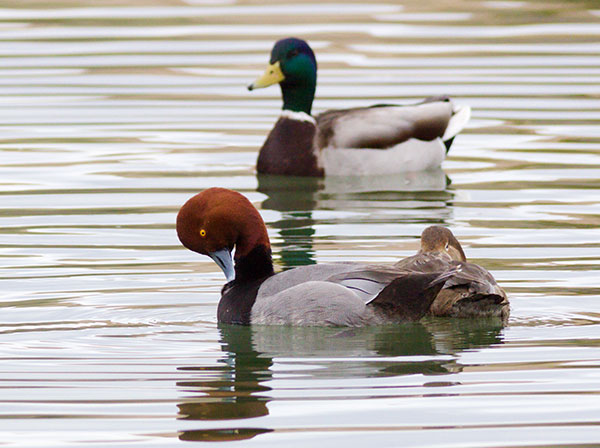 Redhead Aythya americana Duck
