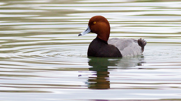 Redhead Aythya americana Duck