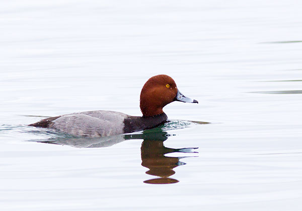 Redhead Aythya americana Duck