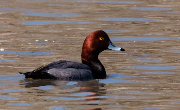Redhead Aythya americana Duck