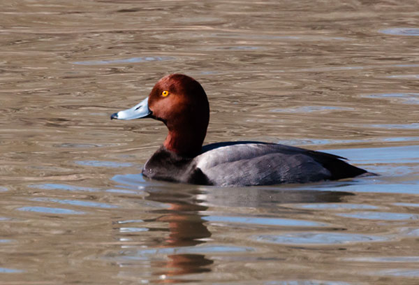 Redhead Aythya americana Duck