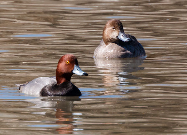 Redhead Aythya americana Duck