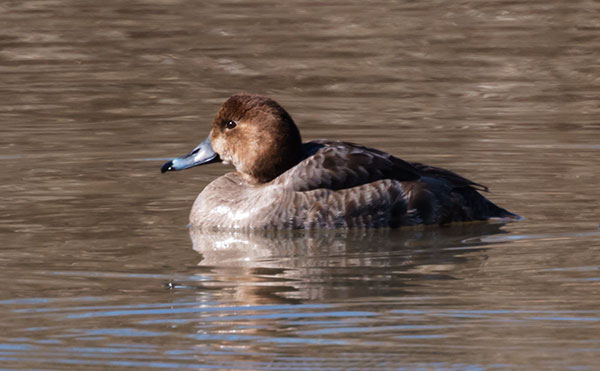 Redhead Aythya americana Duck
