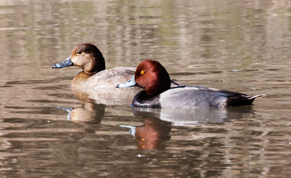 Redhead Aythya americana Duck