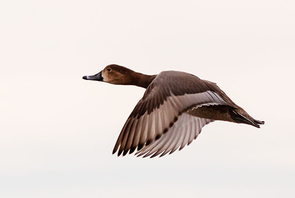 Redhead Aythya americana Duck