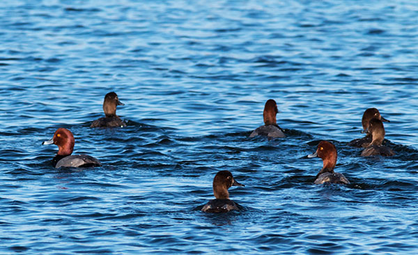 Redhead Aythya americana Duck