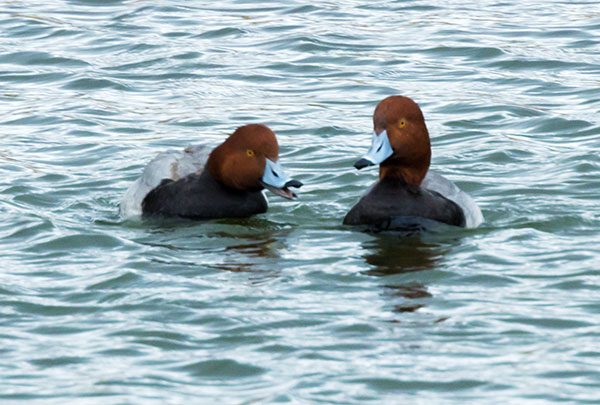 Redhead Aythya americana Duck