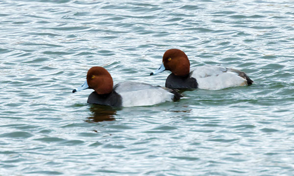 Redhead Aythya americana Duck