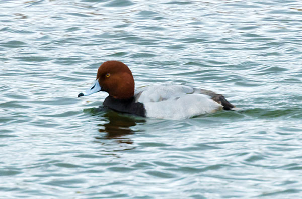 Redhead Aythya americana Duck