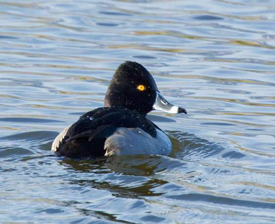 Ring-necked Duck Aythya collaris 
