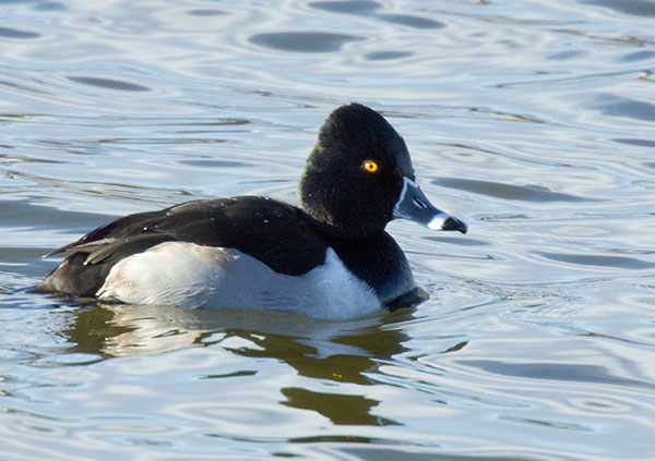 Ring-necked Duck Aythya collaris 
