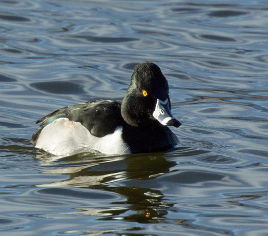 Ring-necked Duck Aythya collaris 