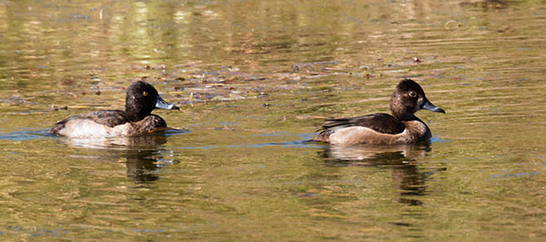 Ring-necked Duck Aythya collaris 