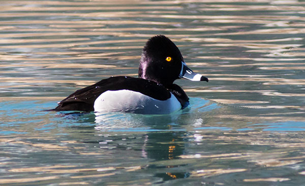 Ring-necked Duck Aythya collaris 