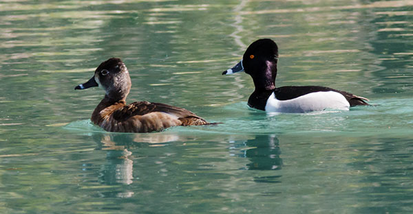 Ring-necked Duck Aythya collaris 