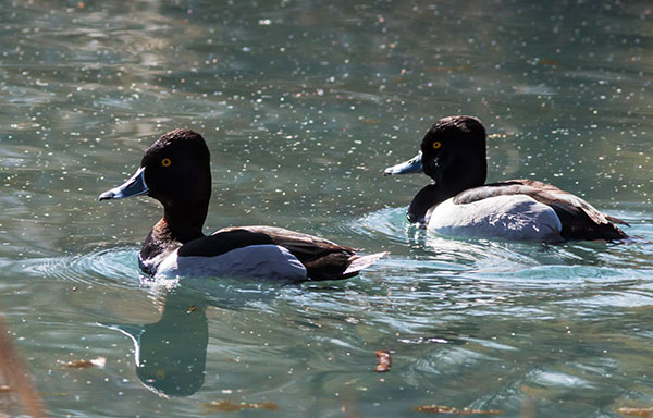 Ring-necked Duck Aythya collaris 