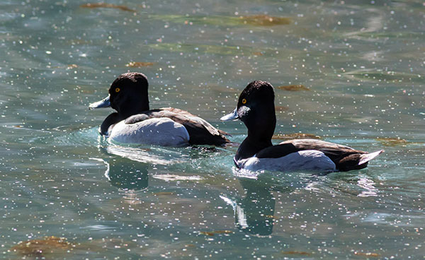 Ring-necked Duck Aythya collaris 