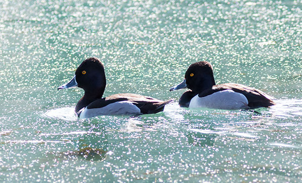 Ring-necked Duck Aythya collaris 