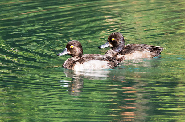 Ring-necked Duck Aythya collaris 