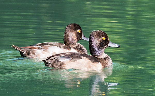 Ring-necked Duck Aythya collaris 