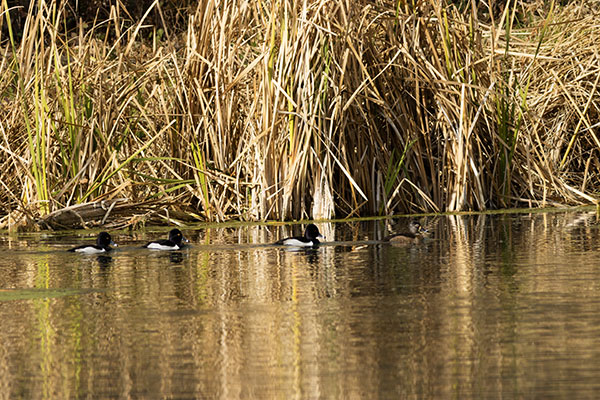 Ring-necked Duck Aythya collaris 