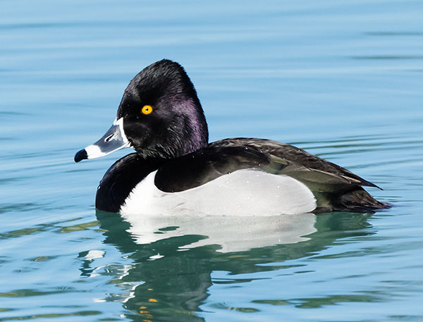 Ring-necked Duck Aythya collaris 
