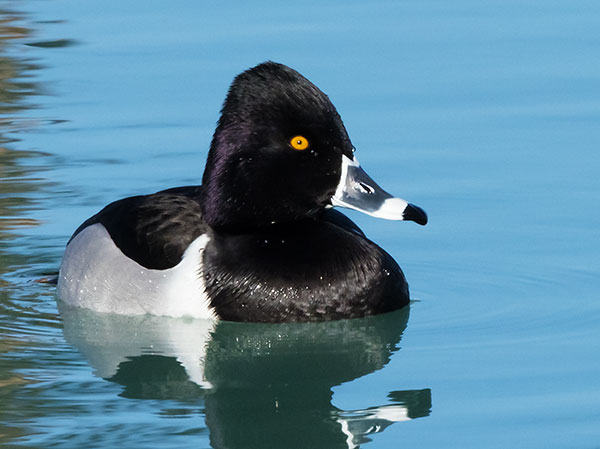 Ring-necked Duck Aythya collaris 