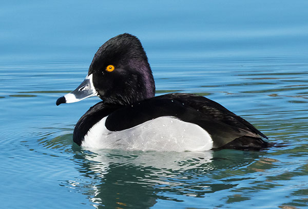 Ring-necked Duck Aythya collaris 