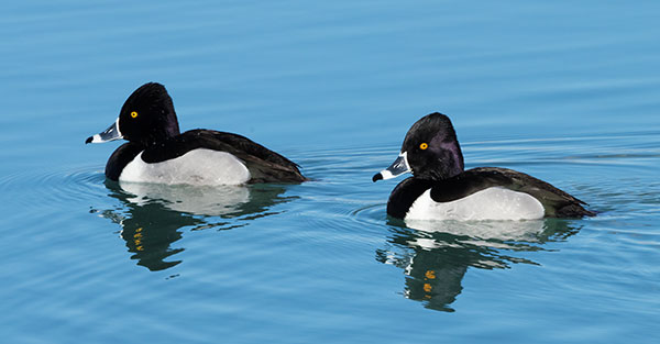 Ring-necked Duck Aythya collaris 