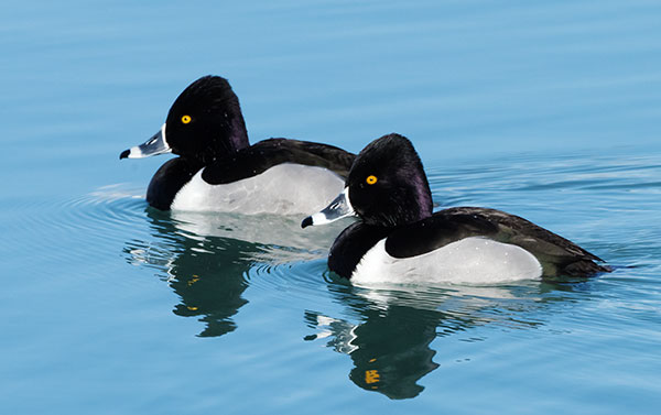 Ring-necked Duck Aythya collaris 