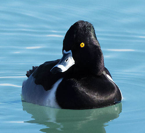 Ring-necked Duck Aythya collaris 