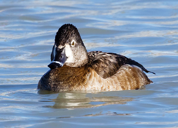 Ring-necked Duck Aythya collaris 