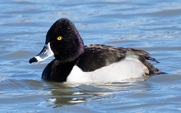 Ring-necked Duck Aythya collaris 