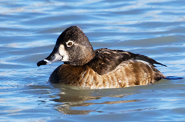 Ring-necked Duck Aythya collaris 