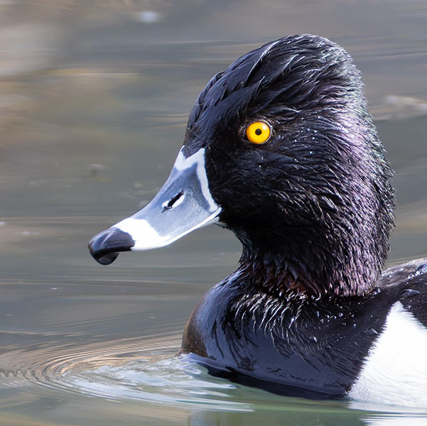 Ring-necked Duck Aythya collaris 