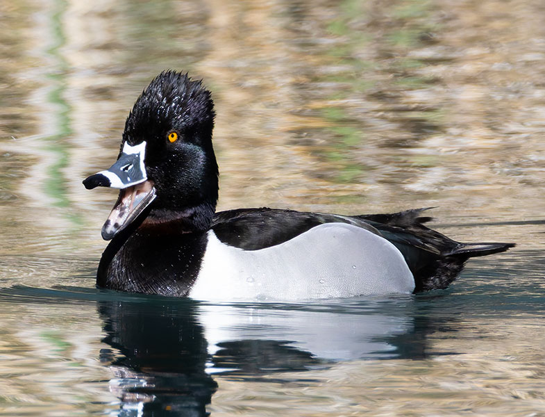 Ring-necked Duck Aythya collaris 