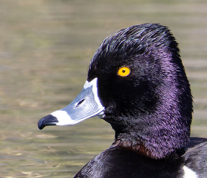 Ring-necked Duck Aythya collaris 