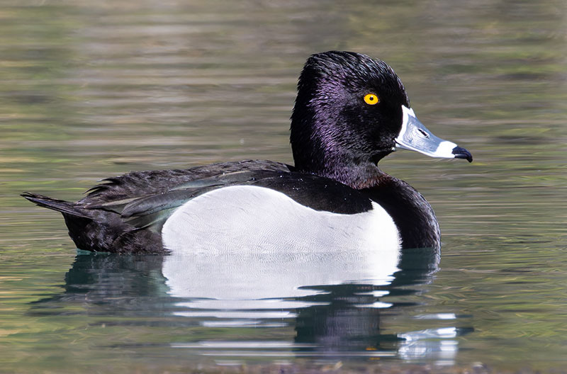 Ring-necked Duck Aythya collaris 
