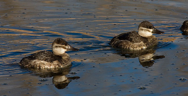 Ruddy Ducks Oxyura jamaicensis