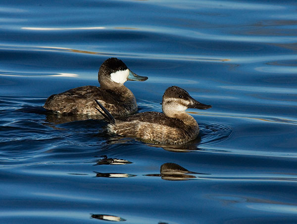 Ruddy Ducks Oxyura jamaicensis