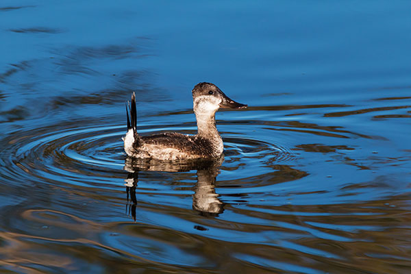 Ruddy Ducks Oxyura jamaicensis