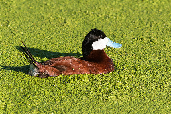 Ruddy Ducks Oxyura jamaicensis