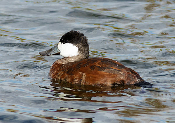 Ruddy Ducks Oxyura jamaicensis