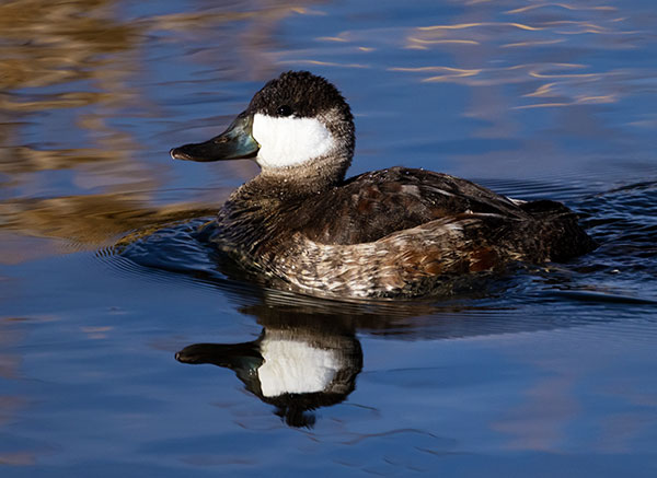 Ruddy Ducks Oxyura jamaicensis