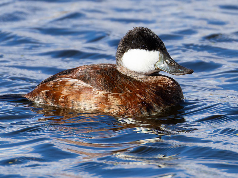 Ruddy Ducks Oxyura jamaicensis